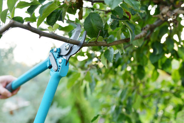 Best Tree Trimming Near Me  in Dundas, MN